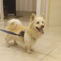 سگ‌خانگی|سگ|سلماس, |دیوار