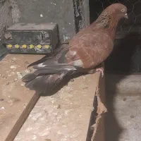 کبوتر ماده کله ای