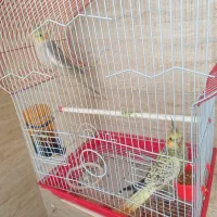 سه جفت عروس هلندی|پرنده|سهند, |دیوار