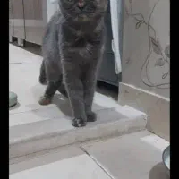 گربه ماده اسکاتیش برتیش آماده جفتگیری