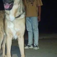 سگ پژدر|سگ|شازند, |دیوار