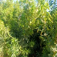 خـریـد مـسقــیم از نــهالسـتــان بدون واسطــه|خدمات باغبانی و درختکاری|ملایر, |دیوار