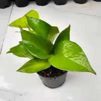 پتوس نئون فسفری با کیفیت