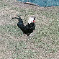 مرغ و خروس زینتی سلطان لهستانی|حیوانات مزرعه|گوراب زرمیخ, |دیوار