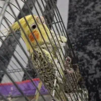 عروس هلندی ماده