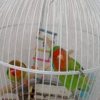 کوتوله برزیلی بسیار بازیگوش