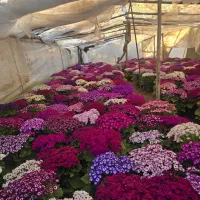 سینره|گل و گیاه طبیعی|پاکدشت, پاکدشت (مامازند)|دیوار