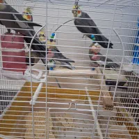 ۶ عدد عروس هلندی با قفس|پرنده|اسلامشهر, شهرک الهیه|دیوار