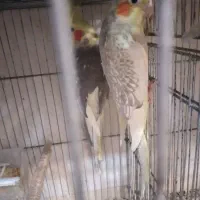 عروس هلندی مرواریدی مولد همراه با  جوجه