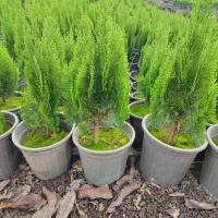 کاج کامیس نوکدار زعفرانی سبز سرطلا سایز۴|گل و گیاه طبیعی|آستانه اشرفیه, |دیوار