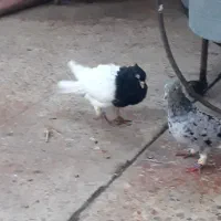 فروش جفت کله سیاه یاهمون کله اهوازی|پرنده|کارون, |دیوار