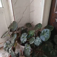 گل طبیعی|گل و گیاه طبیعی|گیان, |دیوار