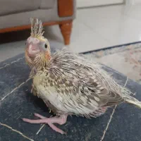 عروس هلندی بالغ سینامون|پرنده|گرگان, |دیوار