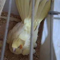 جفت با جوجه به شرط سالمی