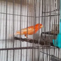 قناری|پرنده|محمدیه-قزوین, |دیوار