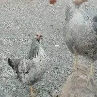 مرغ گلپایگانی تخم کن|حیوانات مزرعه|دماوند, دماوند|دیوار