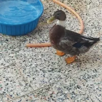 اردک|حیوانات مزرعه|مسجد سلیمان, |دیوار