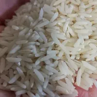 برنج هاشمی تازه درجه یک