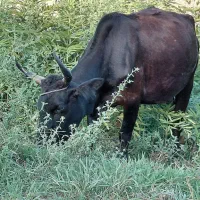 گاو گوساله ماده گوساله نر هلیشتان