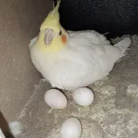 عروس هلندی خوب به شرط  تخم و جوجه