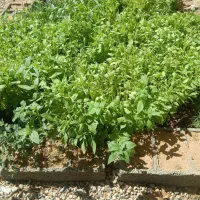 خانه دوطبقه تک برگ سند