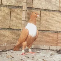 ماده نواری زرد طوق سفید وماده سرسفید اس اس