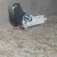 کبوتر کله سیاه چنگ و چشم سفید