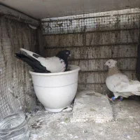 تعداد ۲۰ عدد کبوتر جفت گاه یکجا پای هم ۸میلیون|پرنده|مشهد, کلاهدوز|دیوار