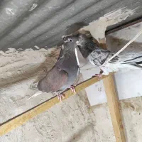 کفتر|پرنده|تهران, خرمشهر|دیوار