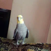 عروس هلندی نر سخنگو