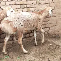 بره قوچی اصیل درشت و سالم فرصت محدود