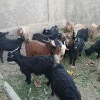 کره نر بزغاله ۲۰تا۲۳کیلو|حیوانات مزرعه|حمیدیا, |دیوار