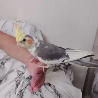 عروس هلندی نر سخنگو