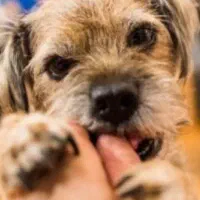 تعدادی سگ نژاد خوب و ارزونتر از همه جا فقط 1تومن|سگ|مشهد, همت آباد|دیوار