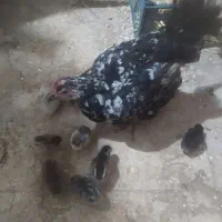 مرغ گلین با 8جوجه درجه 1