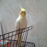 عروس هلندی کاملا دستی