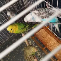 مرغ عشق|پرنده|شیروان (خراسان), |دیوار