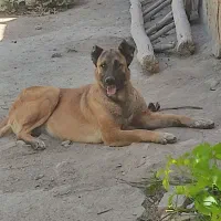 سگ سرابی ماده اصل|سگ|رشت, لاکان|دیوار