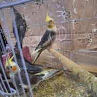 عروس هلندی|پرنده|مشهد, رضاییه|دیوار