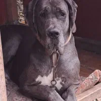 سگ گردین 2 ساله نر واکسن خورده  شناسنامه دار|سگ|نوشهر, |دیوار