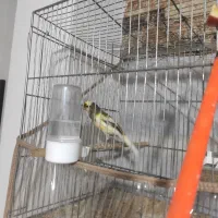 قناری مست شلاقی