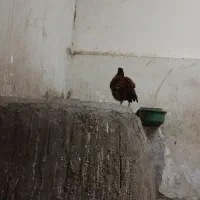 مرغ خروس|حیوانات مزرعه|کرج, آق تپه|دیوار