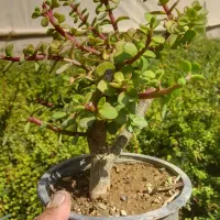 بونسای خرفه ای|گل و گیاه طبیعی|پاکدشت, پاکدشت (مامازند)|دیوار