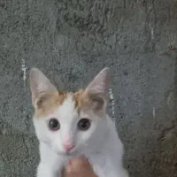 گربه بازیگوش دستی