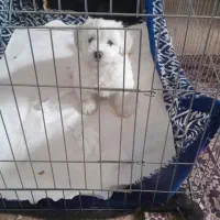 سگ پاکوتاه|سگ|قم, جمکران|دیوار