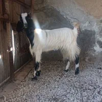 بز دورگ پاکستانی