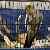 یه جفت عروس هلندی