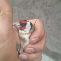 سهره نر|پرنده|قم, علی آباد سعدگان|دیوار