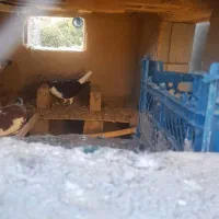 سه عدد نر پرشی|پرنده|بجنورد, |دیوار