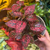 گل های طبیعی|گل و گیاه طبیعی|اراک, |دیوار